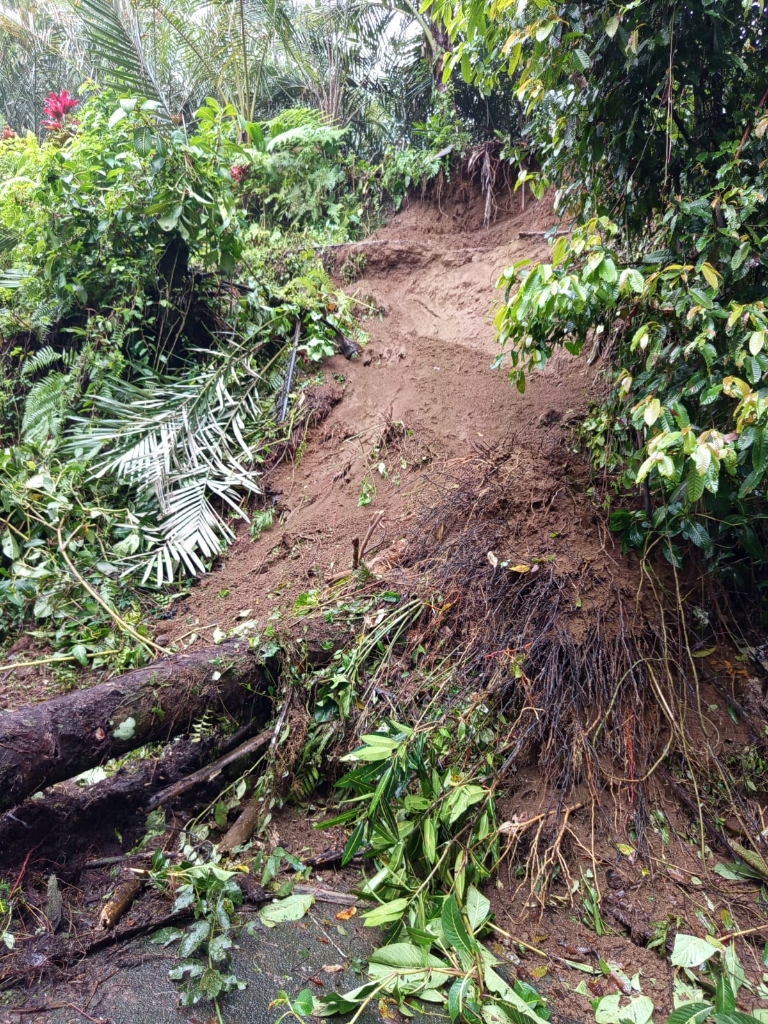 Tanah Longsor Ringan Dan Pohon Tumbang Timpai Akses Jalan Di Banjar Dinas Duuran, Namun Sudah Kembali Normal